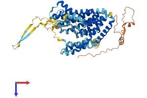 SLC1A7 Protein (AA 1-559) (His tag)