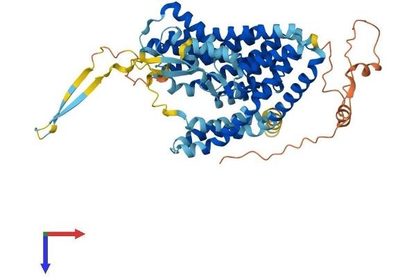 SLC1A7 Protein (AA 1-559) (His tag)