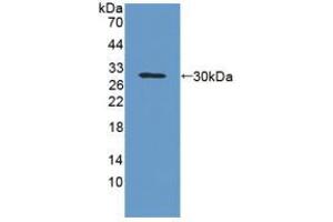 Figure. (GPA33 Antikörper  (AA 22-235))