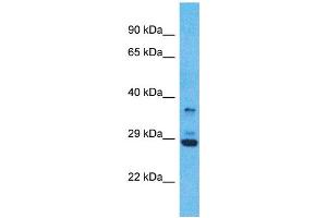 Western Blotting (WB) image for anti-Olfactory Receptor, Family 5, Subfamily V, Member 1 (OR5V1) (C-Term) antibody (ABIN2791750)