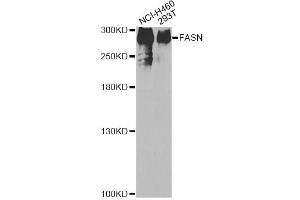 Western blot analysis of extracts of various cell lines, using FASN antibody (ABIN1872661) at 1:200 dilution. (Fatty Acid Synthase Antikörper)