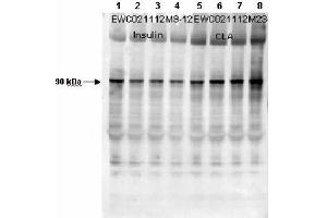 Western Blotting (WB) image for Rat Plasma (Non-Sterile In Sodium Heparin) (ABIN925363)