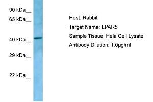 Host: RabbitTarget Name: LPAR5Antibody Dilution: 1. (LPAR5 Antikörper  (C-Term))
