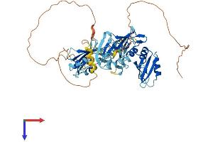 PTBP2 Protein (AA 1-531) (His tag)