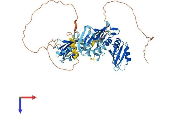 PTBP2 Protein (AA 1-531) (His tag)