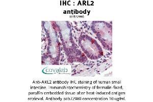 Image no. 2 for anti-ADP-Ribosylation Factor-Like 2 (ARL2) (AA 123-184) antibody (ABIN1731948) (ARL2 Antikörper  (AA 123-184))