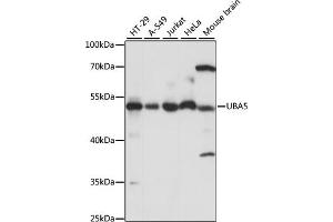 Western blot analysis of extracts of various cell lines, using UB antibody (ABIN7271188) at 1:1000 dilution. (UBA5 Antikörper  (AA 1-404))