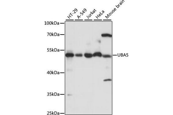 UBA5 Antikörper  (AA 1-404)