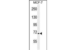 Western blot analysis in MCF-7 cell line lysates (35ug/lane). (SEL1L Antikörper  (AA 156-182))