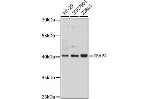 Western blot analysis of extracts of various cell lines, using TF antibody (ABIN7270888) at 1:1000 dilution. (TFAP4 Antikörper)