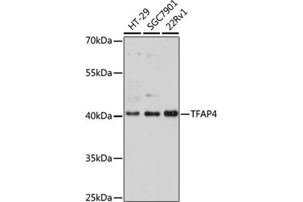 TFAP4 anticorps