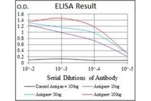 ELISA image for anti-Argininosuccinate Synthase 1 (ASS1) antibody (ABIN1105455)