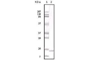 Western Blotting (WB) image for anti-Interleukin 6 (IL6) antibody (ABIN2464071) (IL-6 Antikörper)