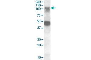 STK11IP polyclonal antibody  (0. (STK11IP Antikörper  (Internal Region))