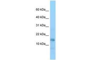 Image no. 1 for anti-Nucleosome Assembly Protein 1-Like 5 (NAP1L5) (AA 31-80) antibody (ABIN6748216)
