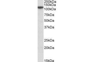 Western Blotting (WB) image for anti-Methylenetetrahydrofolate Dehydrogenase (NADP+ Dependent) 1-Like (MTHFD1L) (AA 535-538) antibody (ABIN2464501) (MTHFD1L Antikörper  (AA 535-538))