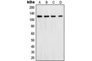 Western blot analysis of DNA Polymerase delta 1 expression in Jurkat (A), HeLa (B), NIH3T3 (C), LOVO (D) whole cell lysates.