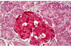 Anti-HCN1 antibody IHC staining of human pancreas, islets of Langerhans. (HCN1 Antikörper  (AA 778-910))