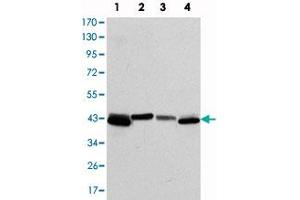 Western blot analysis using KRT19 monoclonal antibody, clone 4E8  against T-47D (1) , MCF-7 (2) , HepG2 (3) and SW-620 (4) cell lysate. (Cytokeratin 19 Antikörper)