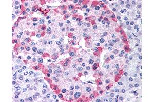 Anti-GLP1R antibody IHC of human pancreas. (GLP1R Antikörper  (Cytoplasmic Domain))