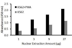 Transcription factor assay of jun-D from nuclear extracts of K562 cells or K562 cells treated with PMA (50 ng/ml) for 3 hr with the  Activity Assay Kit. (JunD ELISA Kit)