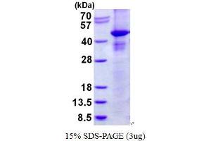 RASSF1 Protein (His tag)