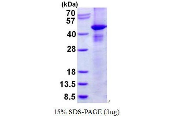 RASSF1 Protein (His tag)