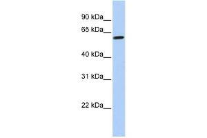 WB Suggested Anti-TEKT4 Antibody Titration: 0.