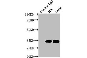 Immunoprecipitating HA-Tag in 293F transfected whole cell lysate Lane 1: Mouse control IgG (1 μg) instead of ABIN7193151 in 293F transfected whole cell lysate. (HA-Tag Antikörper)