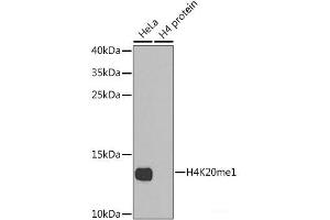 Western blot analysis of extracts of various cell lines using MonoMethyl-Histone H4-K20 Polyclonal Antibody. (Histone H4 Antikörper  (meLys20))
