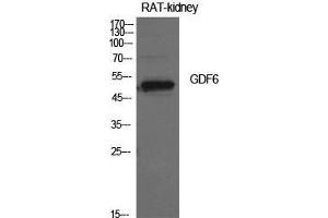 Western Blot (WB) analysis of Rat Kidney cells using GDF-6 Polyclonal Antibody. (GDF6 Antikörper  (Internal Region))