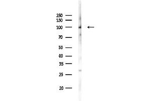 anti-Dipeptidyl-Peptidase 6 (DPP6) (Catalytic Domain), (Internal Region) antibody