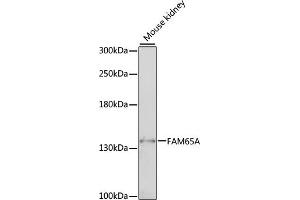 Western blot analysis of extracts of mouse kidney, using FA antibody (ABIN7267119) at 1:1000 dilution. (FAM65A Antikörper  (AA 1004-1223))