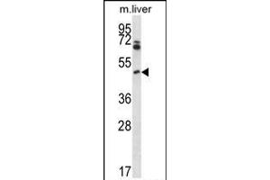 Mouse Pim1 Antibody (C-term) (ABIN657998 and ABIN2846943) western blot analysis in mouse liver tissue lysates (35 μg/lane). (PIM1 Antikörper  (C-Term))