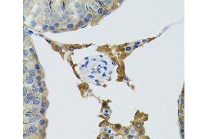 Immunohistochemistry of paraffin-embedded Mouse testis using PLA2G2D Polyclonal Antibody at dilution of 1:100 (40x lens).