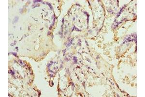 Immunohistochemistry of paraffin-embedded human placenta tissue using ABIN7170079 at dilution of 1:100