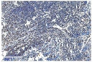 IHC analysis of NRF1 using anti-NRF1 antibody (ABIN7600874). (NRF1 Antikörper  (AA 246-503))
