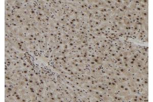 ABIN6273051 at 1/100 staining Mouse liver tissue by IHC-P. (Importin 4 Antikörper  (Internal Region))