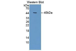 Western Blotting (WB) image for anti-Creatine Kinase, Muscle (CKM) (AA 11-367) antibody (ABIN1172308) (CKM Antikörper  (AA 11-367))