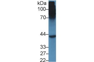 Western Blot; Sample: Mouse Liver lysate; Primary Ab: 5µg/ml Rabbit Anti-Mouse SHBG Antibody Second Ab: 0. (SHBG Antikörper  (AA 219-358))
