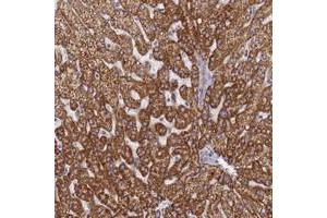 Immunohistochemical staining of human liver with TMEM30B polyclonal antibody  shows strong cytoplasmic positivity in hepatocytes at 1:50-1:200 dilution. (TMEM30B Antikörper)