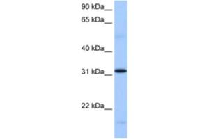 Western Blotting (WB) image for anti-serine/arginine-Rich Splicing Factor 10 (SRSF10) antibody (ABIN2462322) (SRSF10 Antikörper)
