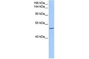 DLC1 antibody used at 0.