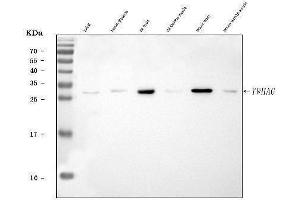 Western blot analysis of 14-3-3 gamma/YWHAG using anti-14-3-3 gamma/YWHAG antibody (ABIN7600596).