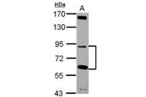 Image no. 1 for anti-G Elongation Factor, Mitochondrial 2 (GFM2) (Internal Region) antibody (ABIN1496042) (GFM2 Antikörper  (Internal Region))