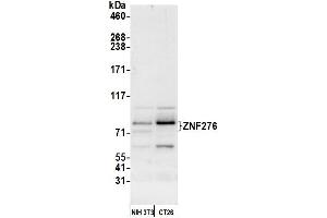 Western Blotting (WB) image for anti-Zinc Finger Protein 276 (ZNF276) (AA 564-614) antibody (ABIN7453018) (ZNF276 Antikörper  (AA 564-614))