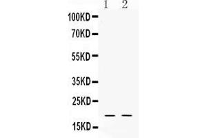 Western blot analysis of Alpha Defensin 1 expression in rat testis extract ( Lane 1) and HELA whole cell lysates ( Lane 2). (alpha Defensin 1 Antikörper  (C-Term))