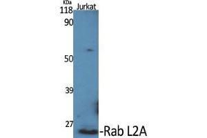 Western Blot (WB) analysis of specific cells using Rab L2A Polyclonal Antibody. (RABL2A Antikörper  (C-Term))