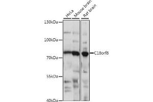 Western blot analysis of extracts of various cell lines, using C18orf8 antibody (ABIN7266379) at 1:1000 dilution. (C18orf8 Antikörper  (AA 1-300))
