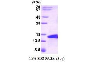 Figure annotation denotes ug of protein loaded and % gel used. (Bone Morphogenetic Protein 5 (BMP5) (AA 317-454) Peptid)